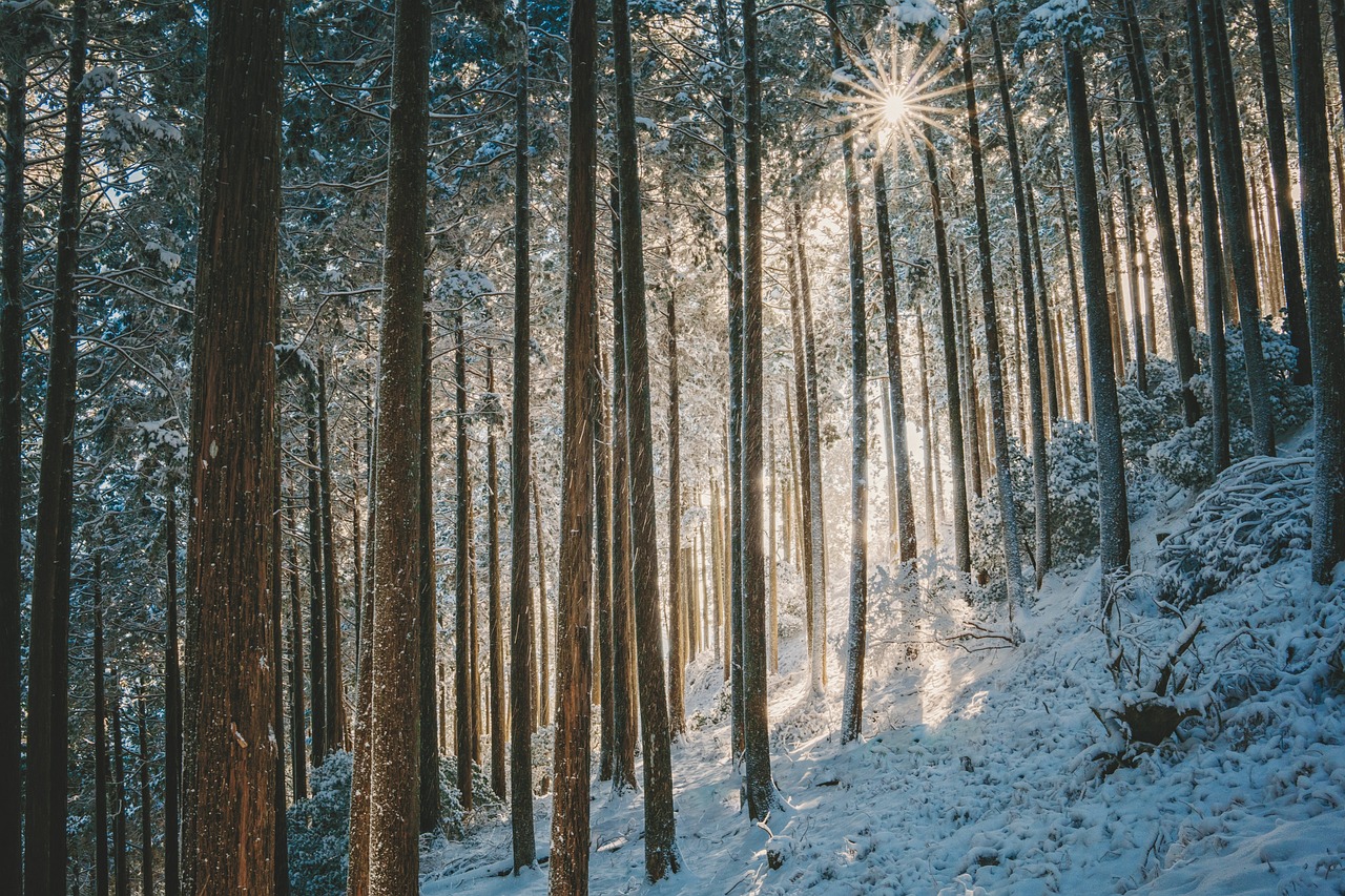 Yule Festivities - The Pagan Roots of Christmas